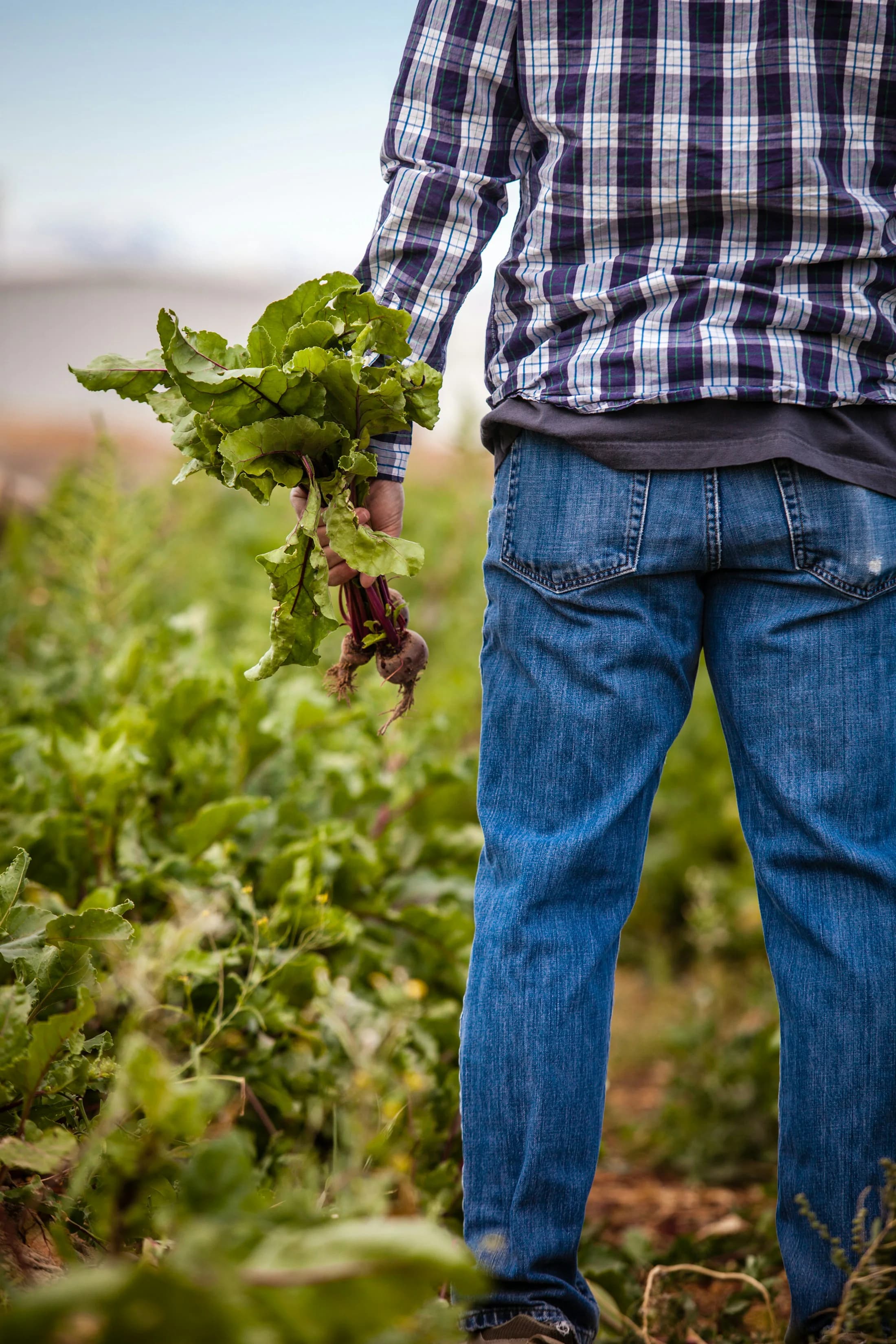 A grower carrying freshly harvested beetroot